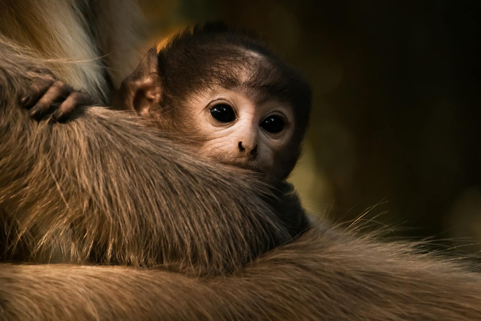 Kisah Legenda Lutung Kasarung dari Tanah Sunda