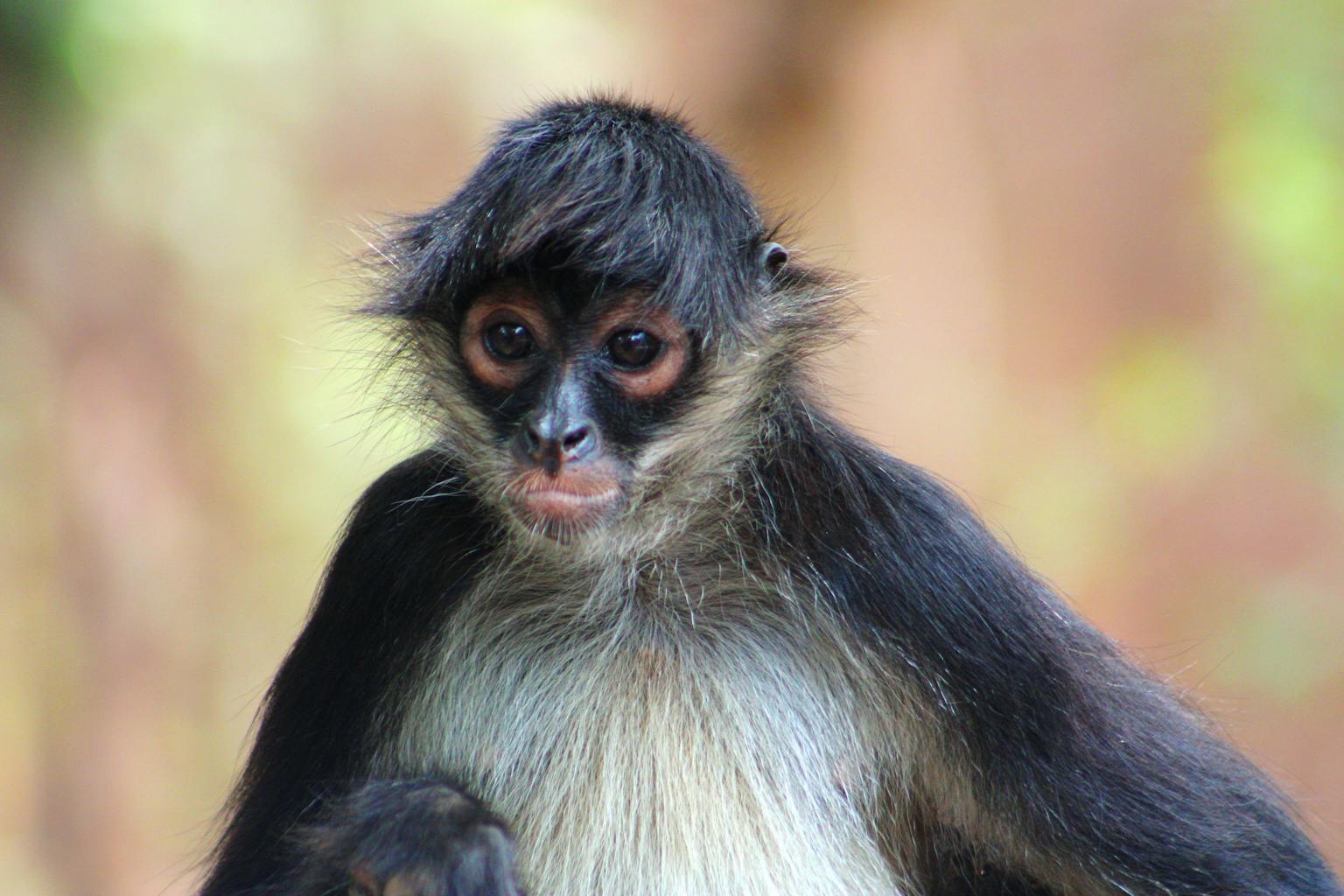 Kisah Legenda Lutung Kasarung dari Tanah Sunda