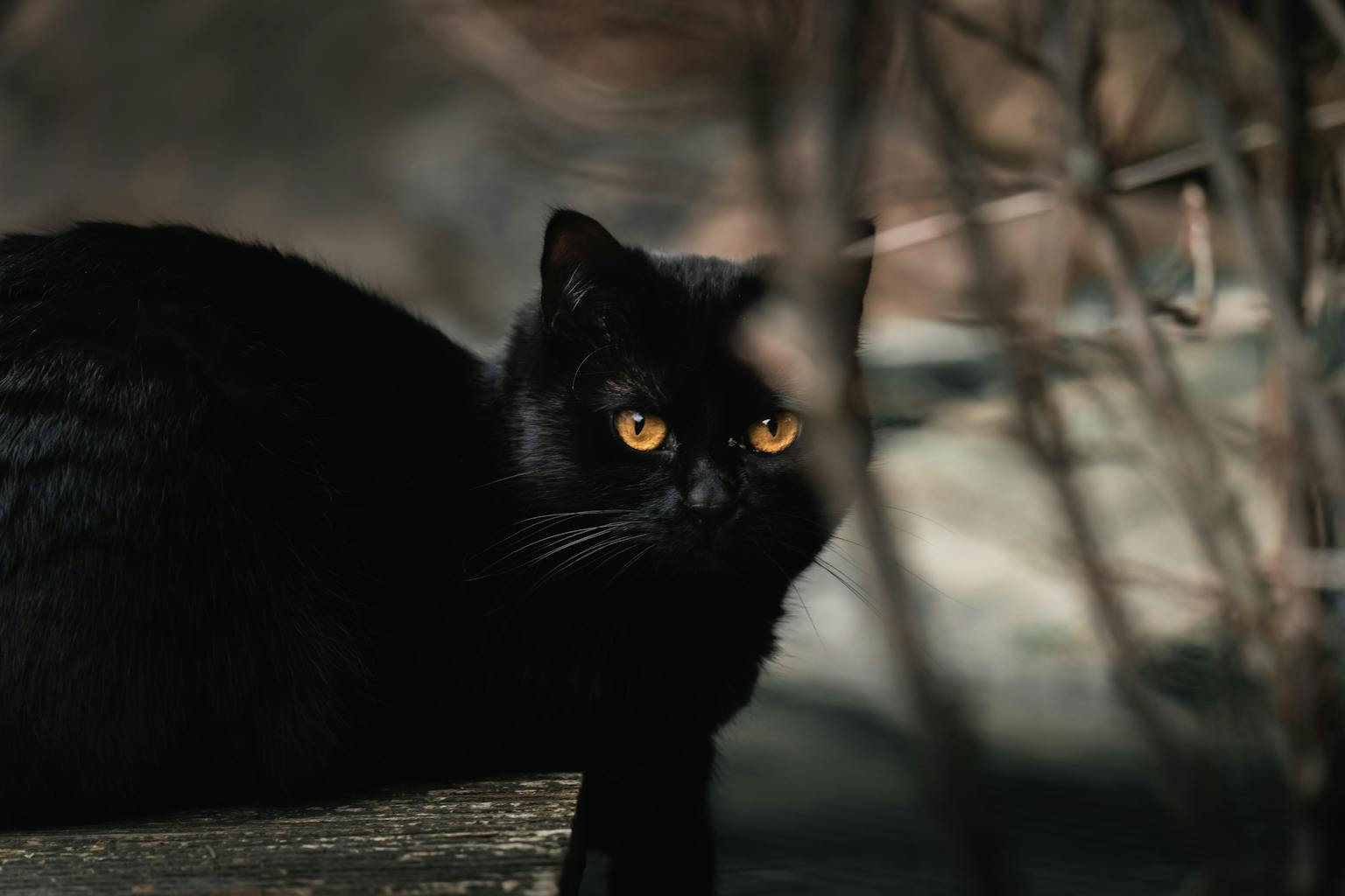 Makna Mimpi Melihat Kucing Hitam dalam Tradisi Indonesia