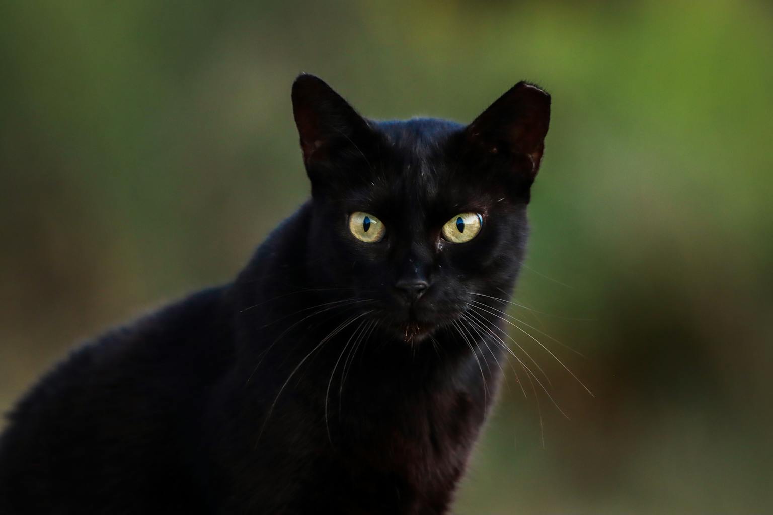 Makna Mimpi Melihat Kucing Hitam dalam Tradisi Indonesia