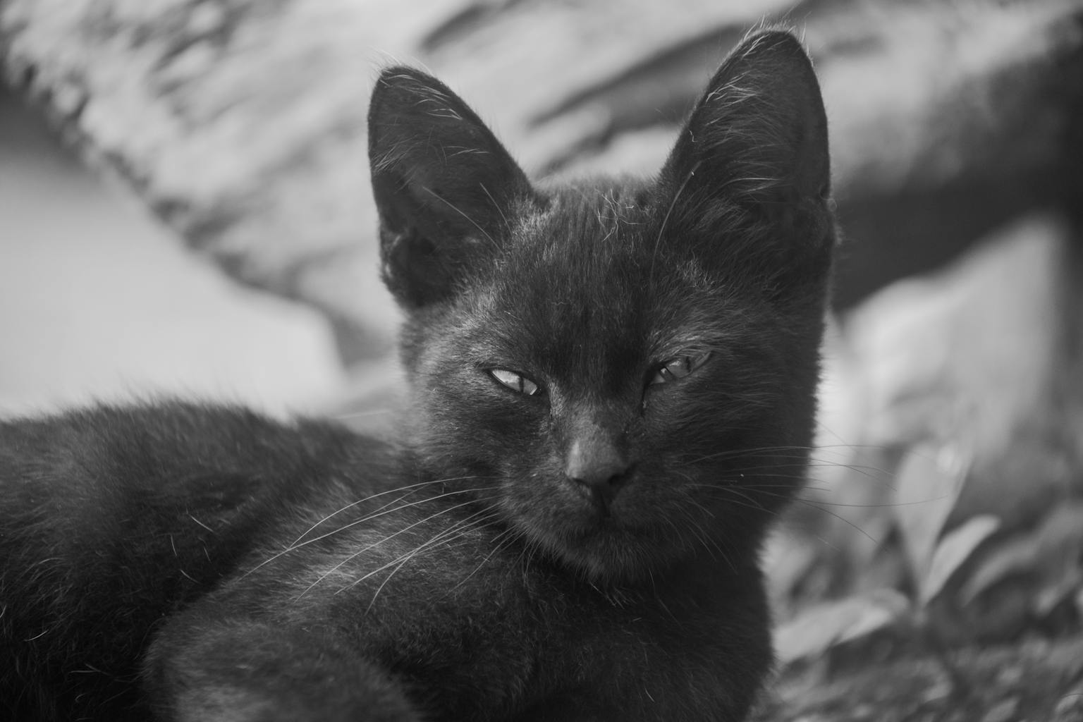 Makna Mimpi Melihat Kucing Hitam dalam Tradisi Indonesia