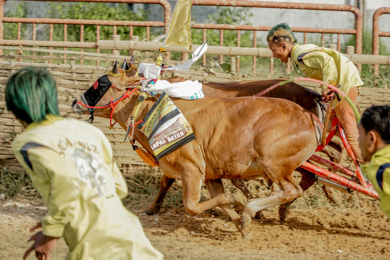Tradisi Karapan Sapi Madura yang Kaya Budaya Lokal