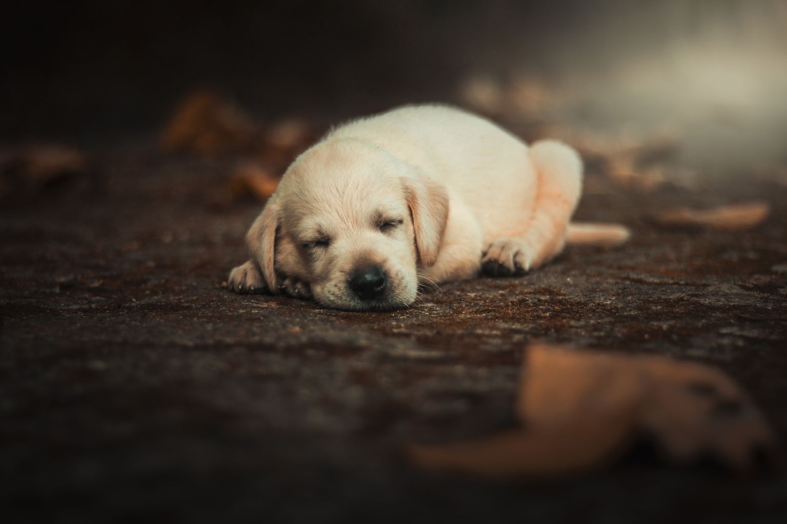 Makna Mimpi Dikejar Anjing Menurut Kepercayaan Leluhur