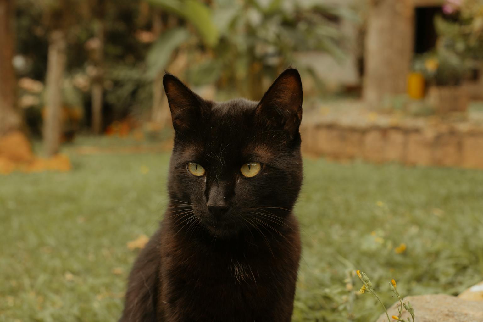Makna Mimpi Melihat Kucing Hitam dalam Tradisi Indonesia