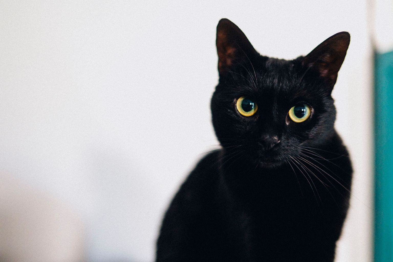 Makna Mimpi Melihat Kucing Hitam dalam Tradisi Indonesia