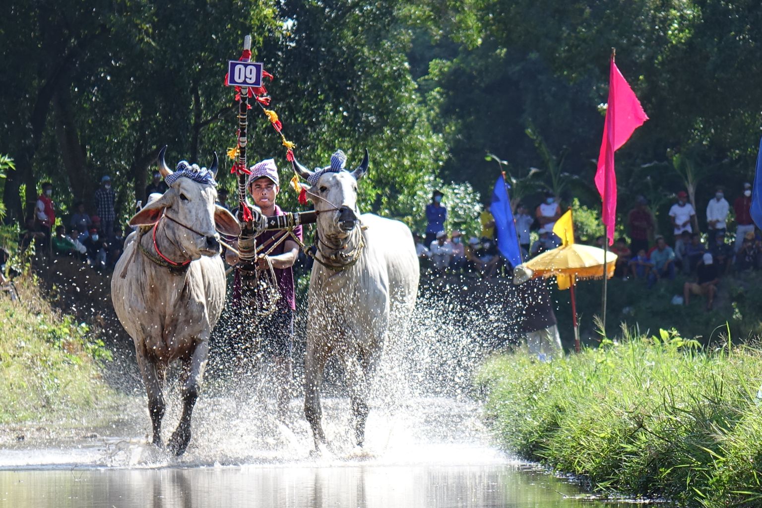 Tradisi Karapan Sapi Madura yang Kaya Budaya Lokal