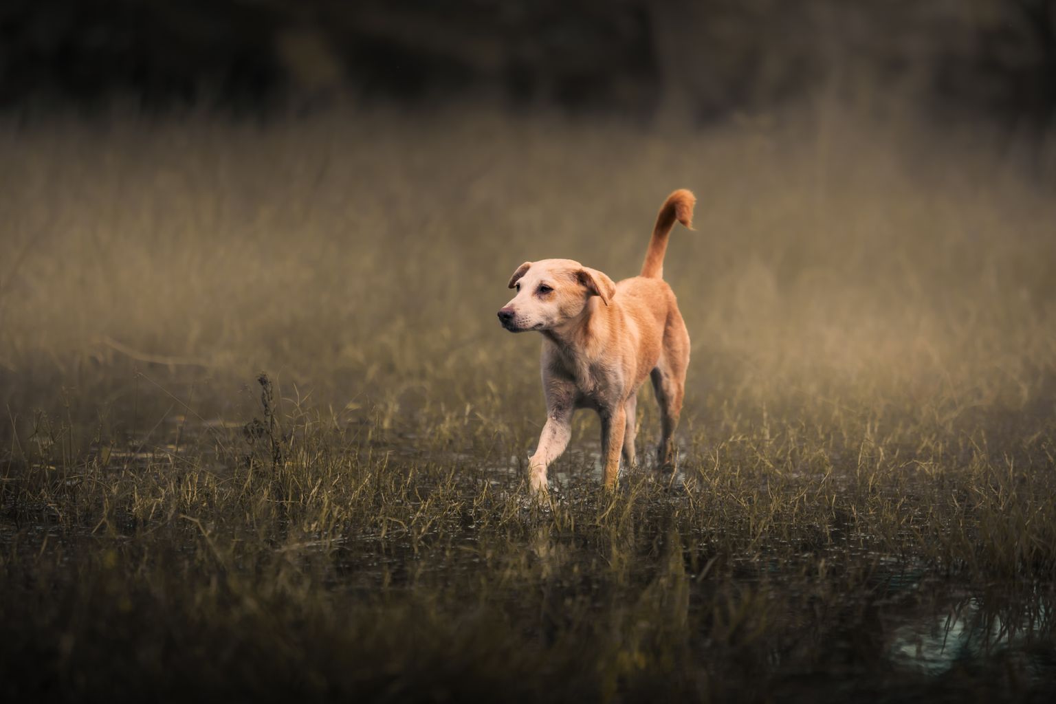 Makna Mimpi Dikejar Anjing Menurut Kepercayaan Leluhur