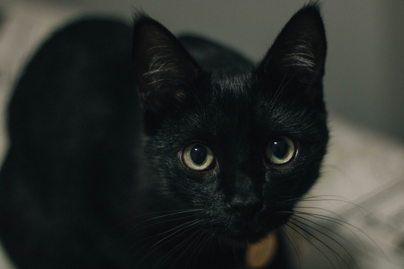 Makna Mimpi Melihat Kucing Hitam dalam Tradisi Indonesia