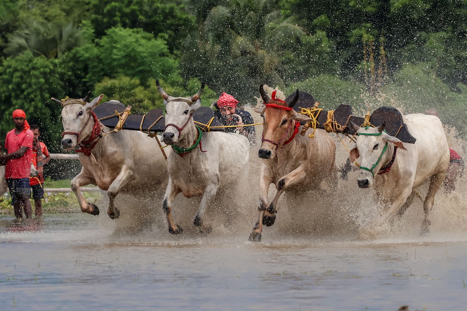 Tradisi Karapan Sapi Madura yang Kaya Budaya Lokal
