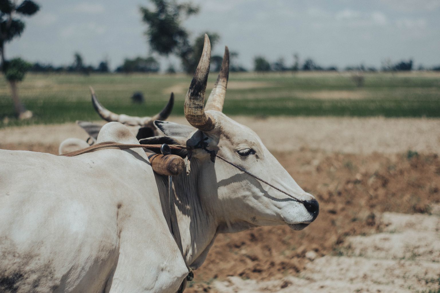 Tradisi Karapan Sapi Madura yang Kaya Budaya Lokal